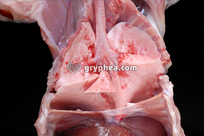 Respiration du lapin - aspect des poumons lors d'une inspiration (cage thoracique ouverte) - gryphea.org